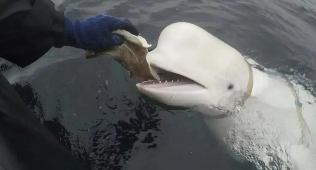 240902-Hvaldimir-beluga-whale-mb-0730-5ee4bc-1024x552.jpg_11zon