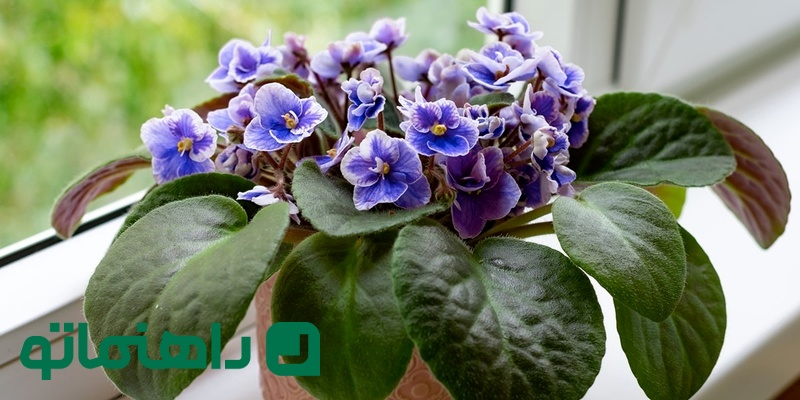 1-african-violet_11zon