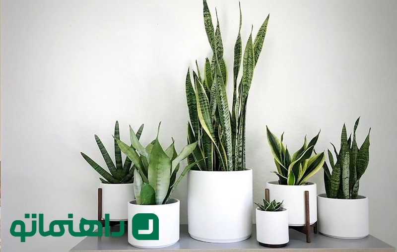 گیاه سانسوریا (Sansevieria)