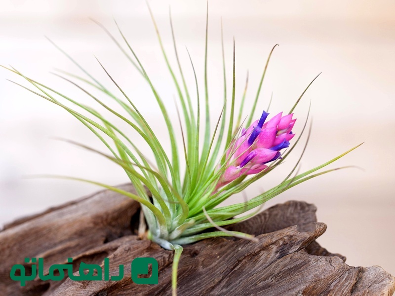 Tillandsia stricta_11zon