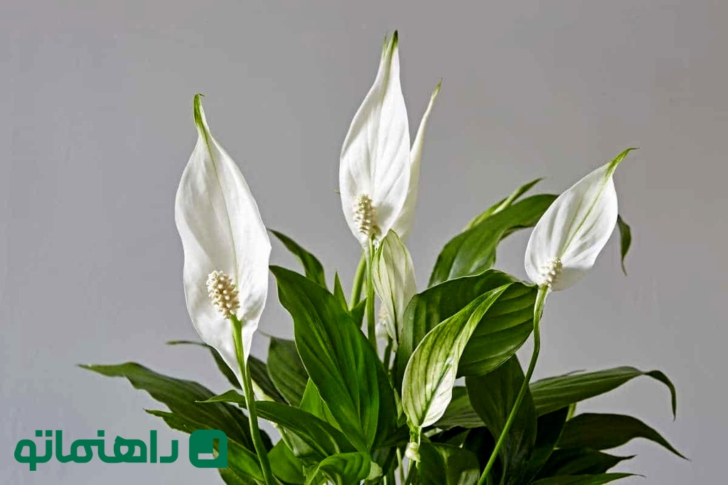 چمچمه ای 3