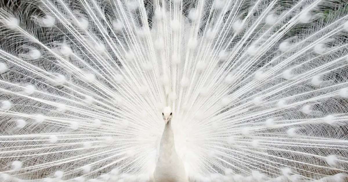 white-peacock-thumbnail