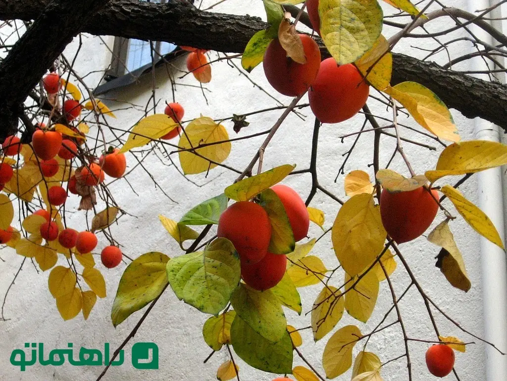 Hachiya_persimmons_on_tree_close-up