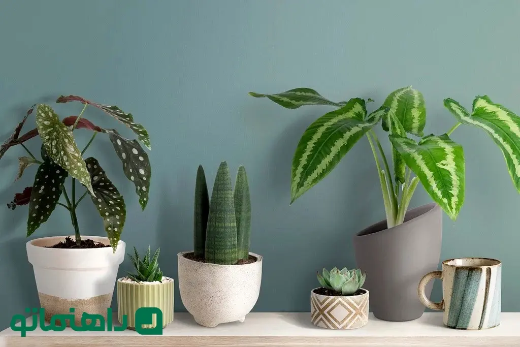 cute-small-plants-shelf_11zon