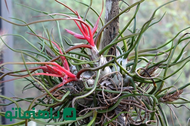 Tillandsia bulbosa_11zon