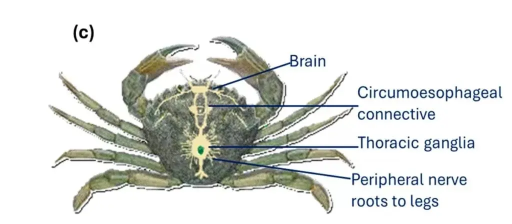 666-1024x448.jpg_11zon