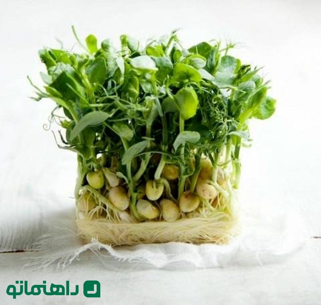 سبزه نخود