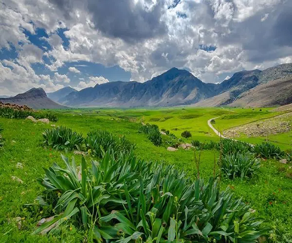 دشت سوسن