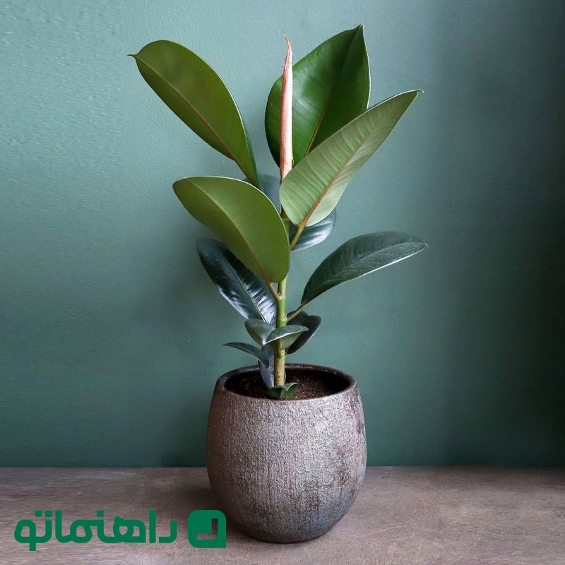 گیاه فیکوس (Ficus)