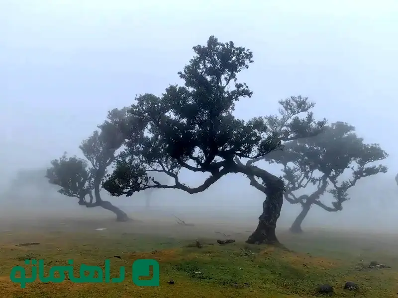 fanal-madeira-9_11zon