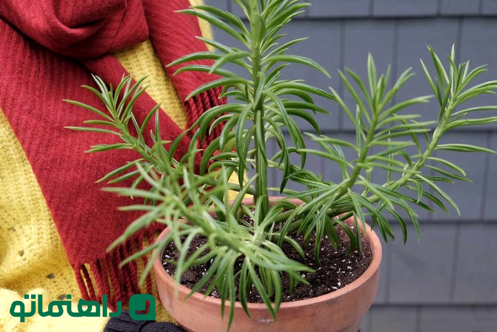 TH_how-to-bring-your-plants-indoors-for-the-fall-4863778-5-ab3eaebd177d440789aed5eeee2f2969_11zon