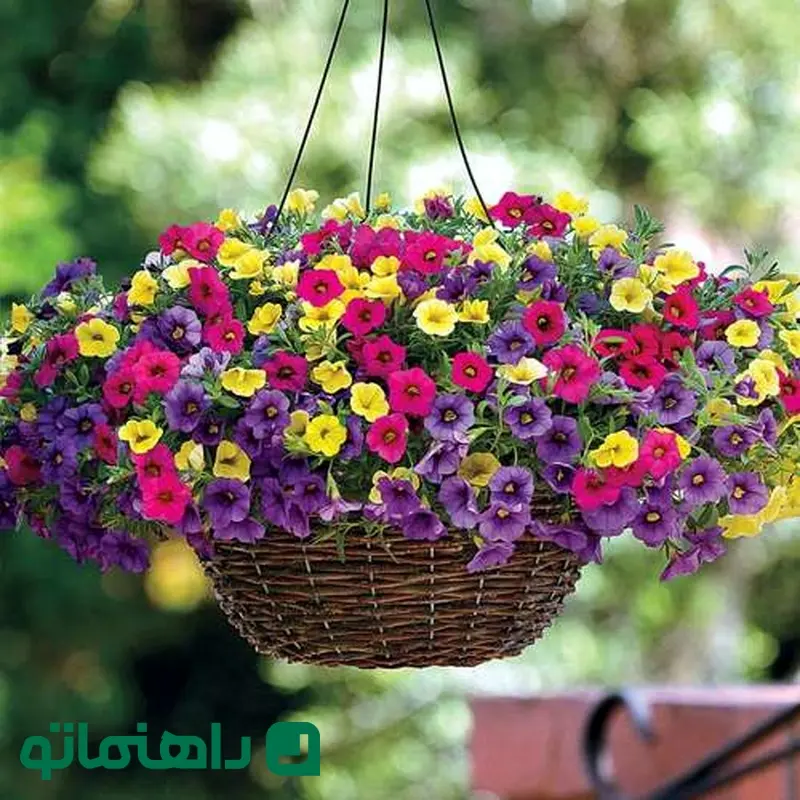 گل اطلسی