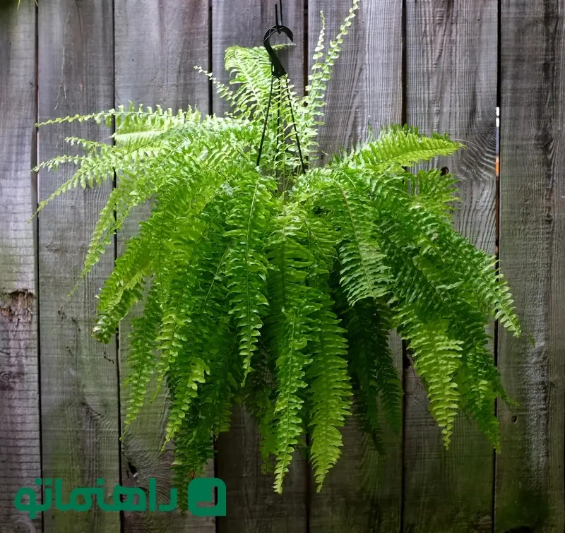 Boston Fern_11zon