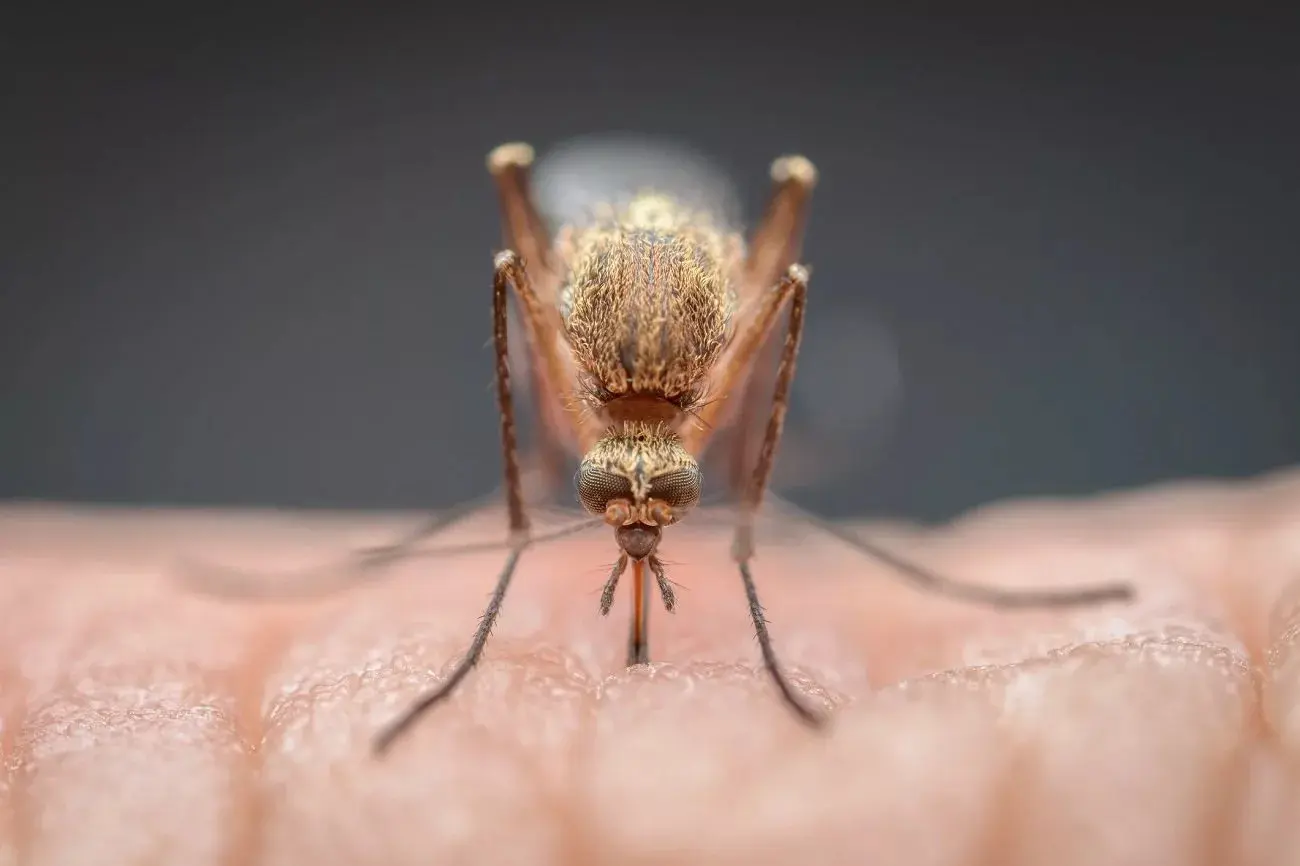 an-existing-drug-that-turns-human-blood-into-mosquito-poison-2.jpeg_11zon