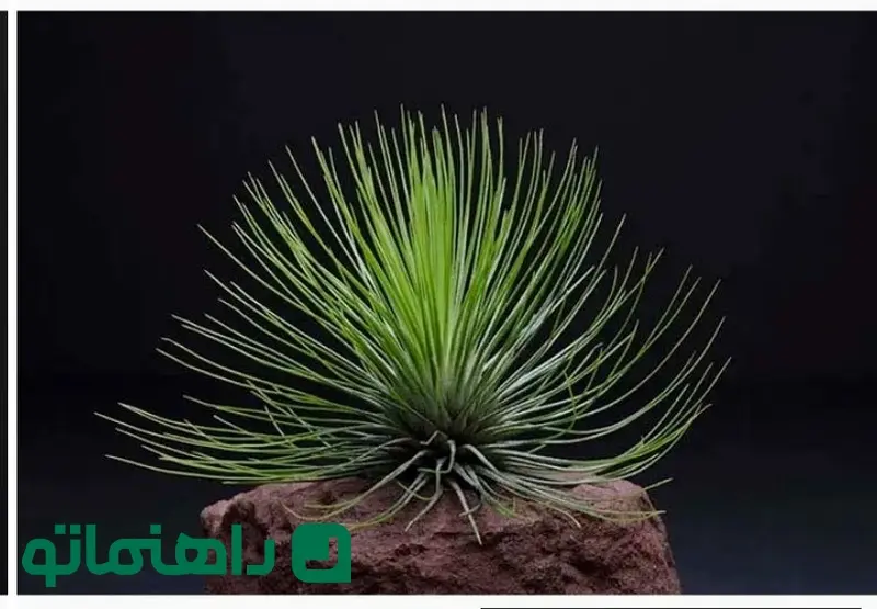 Tillandsia andreana_11zon