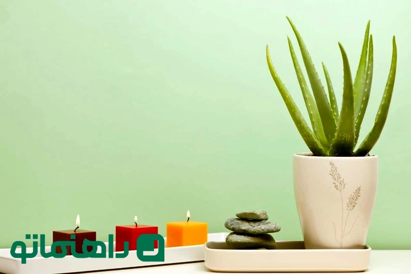 دلایلی که گیاه آلوئه ورا را به یک انتخاب خوش_ یمن در فنگ شویی تبدیل می _کند