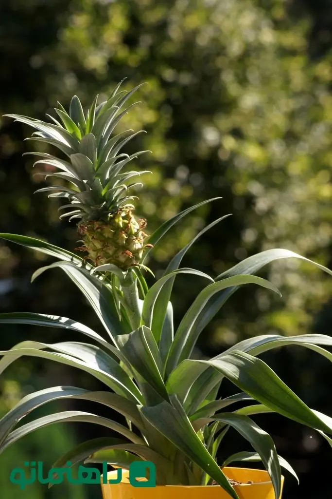 pineapple-plant-in-the-flower-pot-royalty-free-image-1723729797_11zon