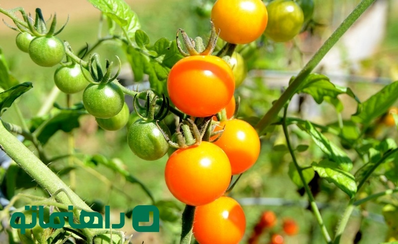 گوجه گیلاسی