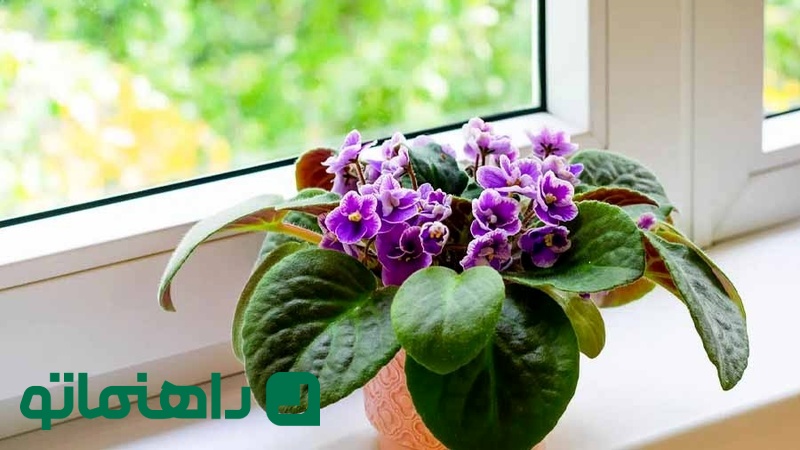 گیاه بنفشه آفریقایی (African Violet)