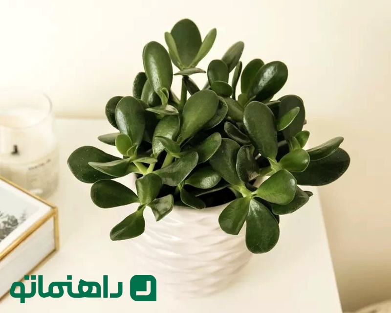 گیاه یشم دی