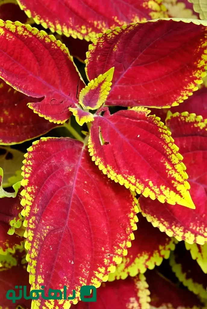 coleus-scutellarioides-or-coleus-is-a-species-of-royalty-free-image-1723737025_11zon