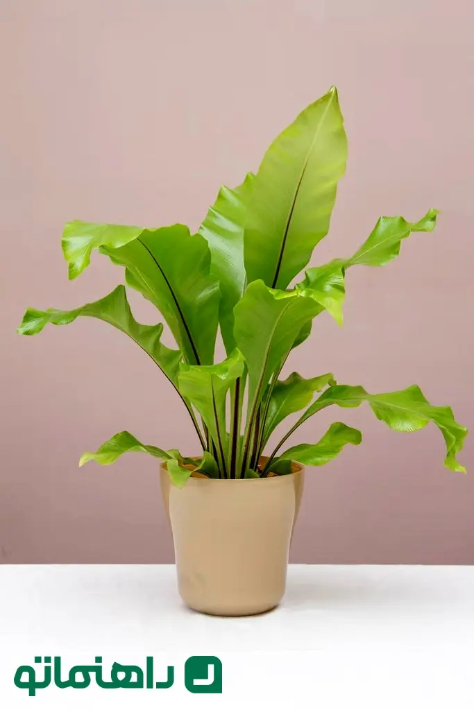 birds-nest-fern-on-table-royalty-free-image-1724084436_11zon