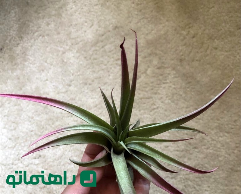 Tillandsia capitate_11zon