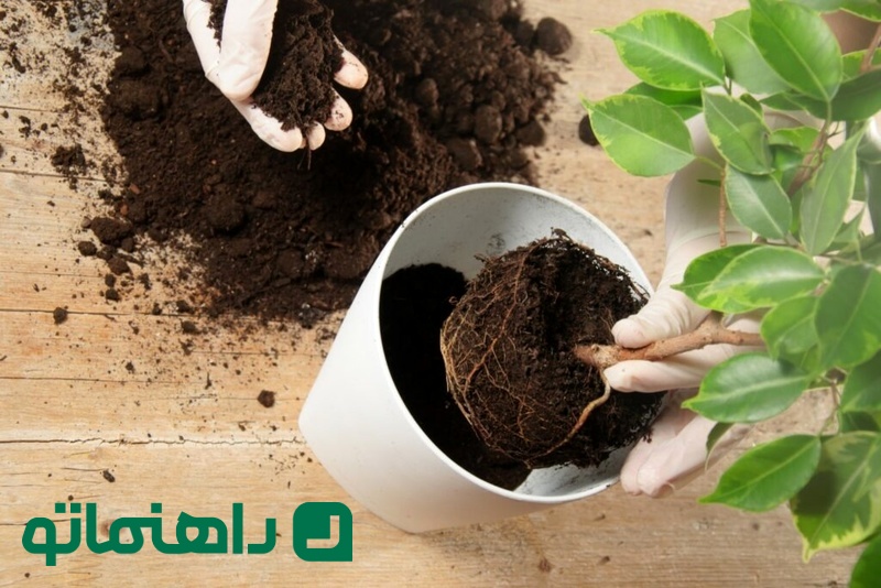 کوددهی مناسب فیکوس