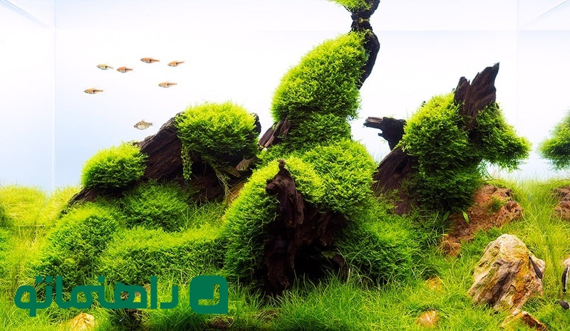 خزه_ها (Mosses)