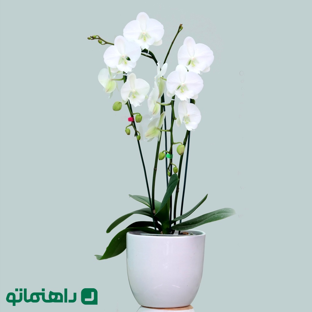 1. ارکیده Orchid