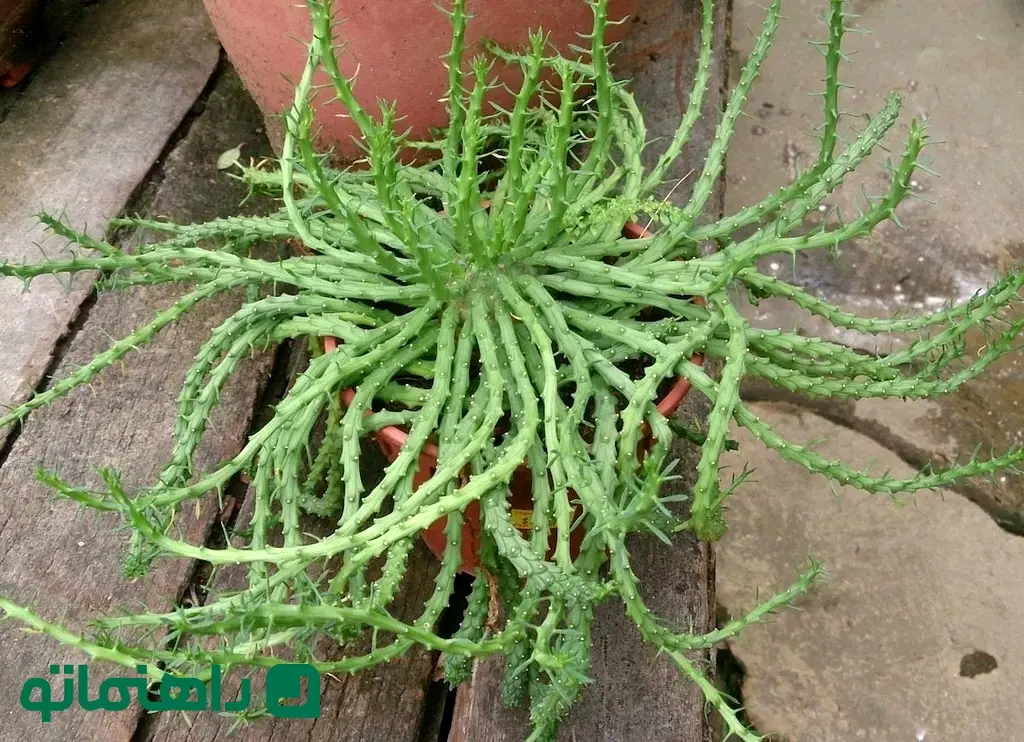 Medusas_Head_Euphorbia_flanaganii_11zon