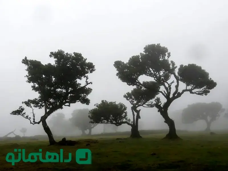 جنکل های ترسناک جهان