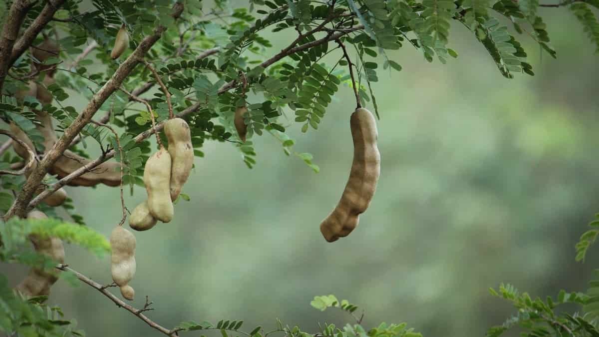 Best-practices-to-grow-tamarind3_11zon