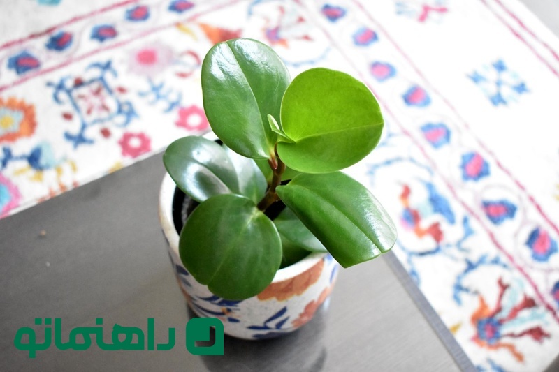 قاشقی ابلق در اتاق خواب کودک