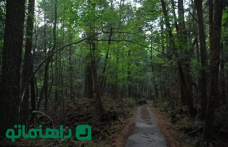 Screaming-Forest-in-Mashhad-Iran-min-1-e1683715108684_11zon