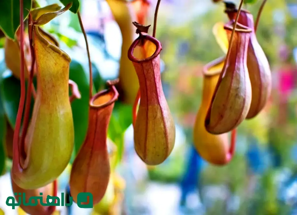 monkey-cups-pitcher-plant_11zon