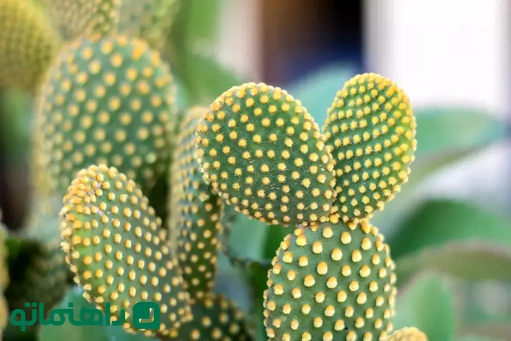 close-up-of-succulent-plant-1223073113-f4d644735fc940e788b47ff26300ac4e_11zon