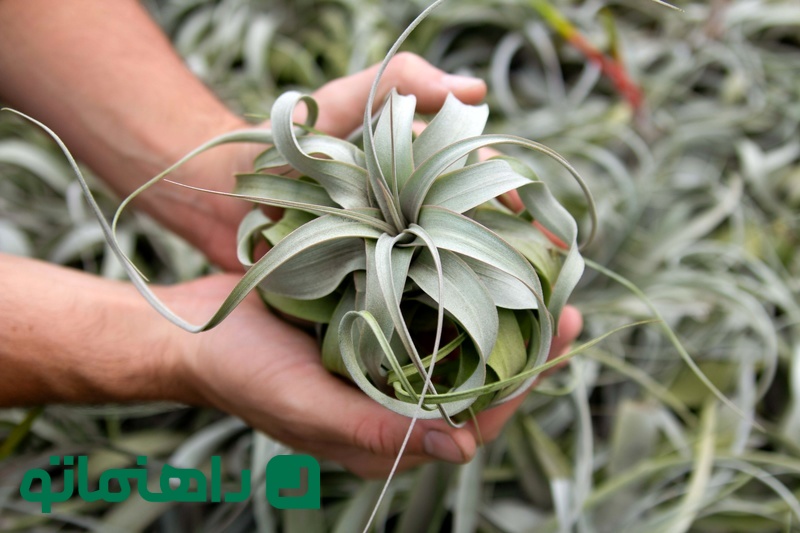 Tillandsia xerographica_11zon