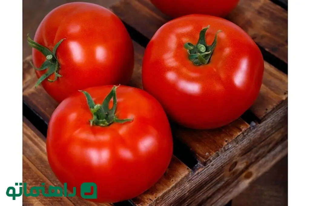 w_Firebird-Tomato-Sakata_gallery-864x576