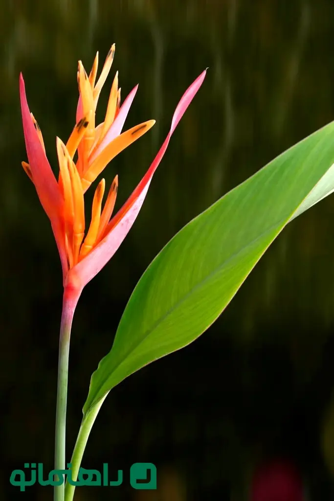 heliconia-psittacorum-parrot-heliconia-royalty-free-image-1723733178_11zon