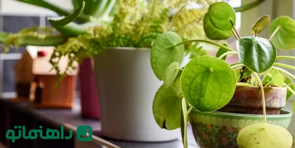 small-house-plants-in-pots-in-a-home-interior-room-royalty-free-image-1727274728_11zon