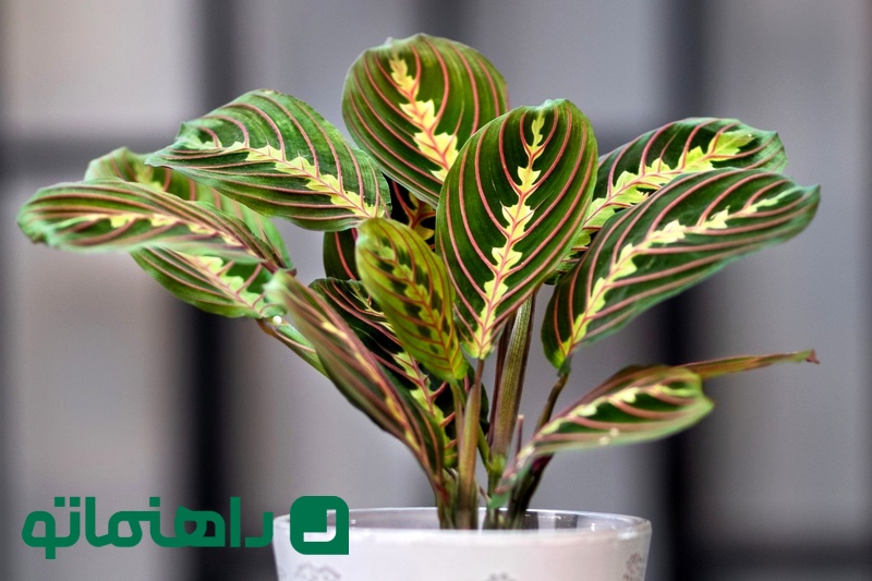 Maranta Red Prayer Plant در اتاق خواب کودک