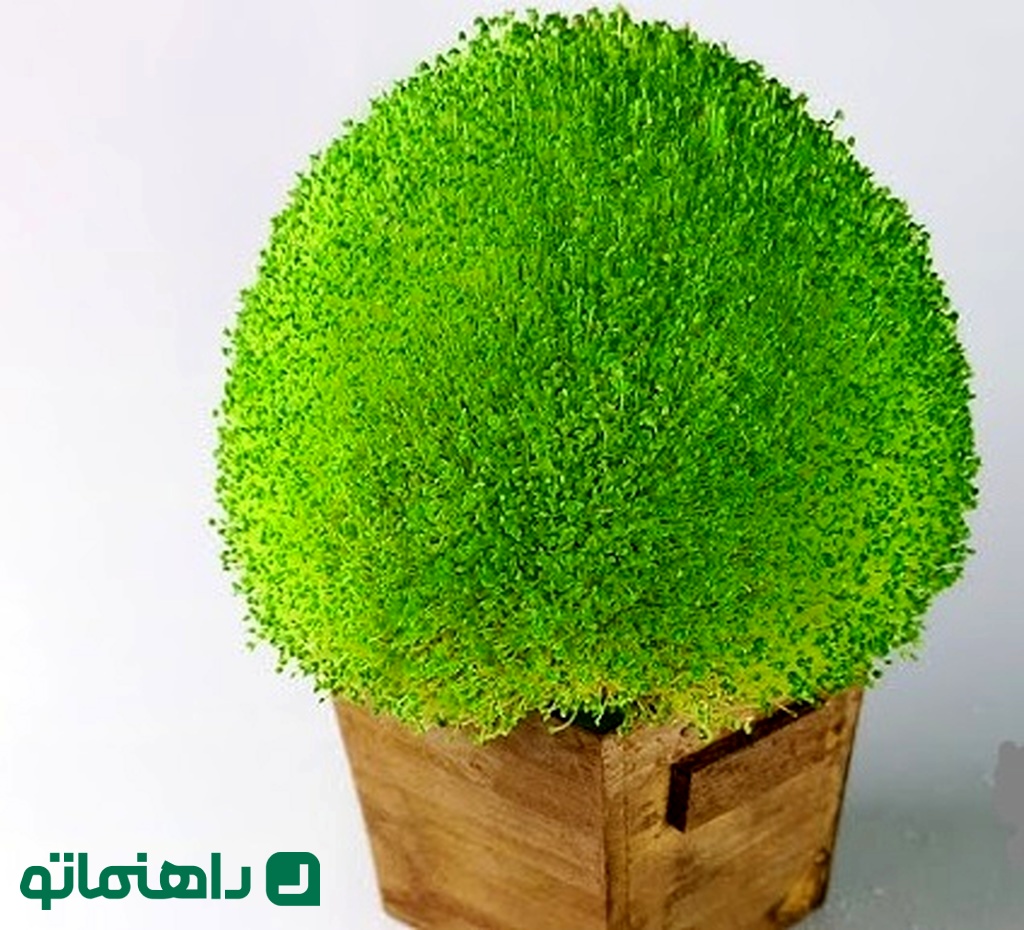 سبزه تخم شربتی