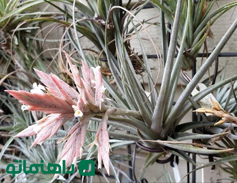 Tillandsia didisticha_11zon