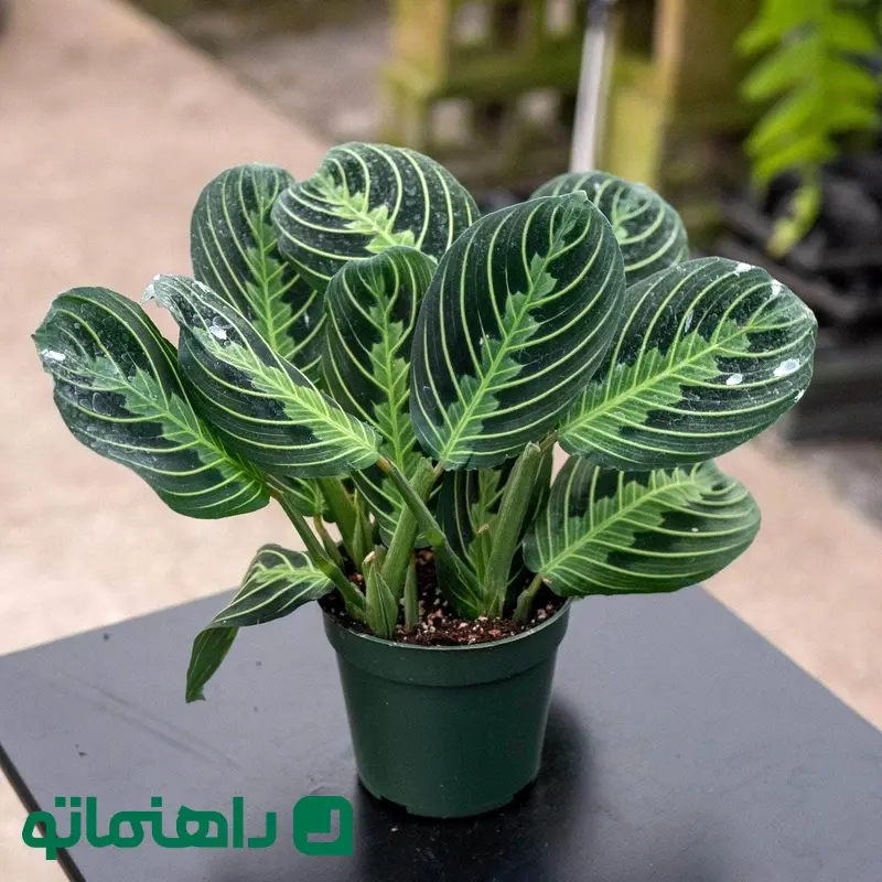 گیاه مارانتا (Maranta)