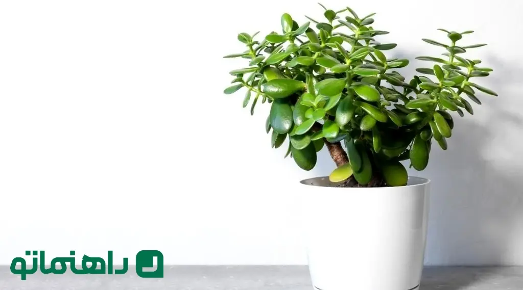 3. گیاه یشم Jade Plant