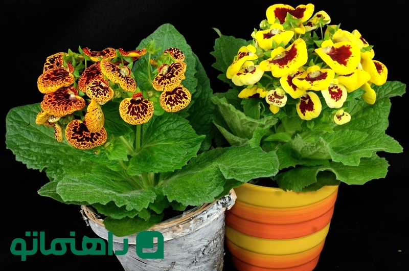 گل گوشواره ای