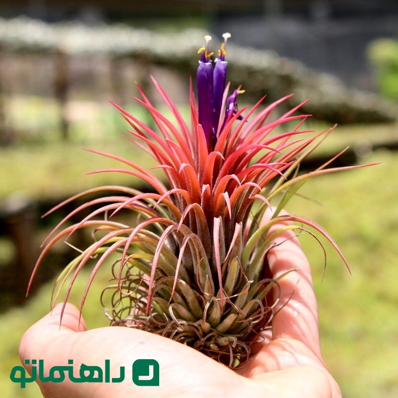 Tillandsia maximaم