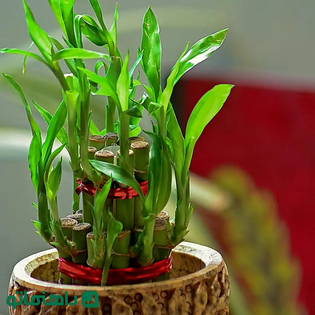 2. بامبو خوش یمن Lucky Bamboo