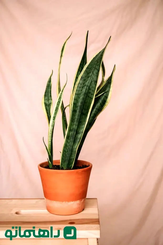 sansevieria-potted-plant-royalty-free-image-1688674321_11zon